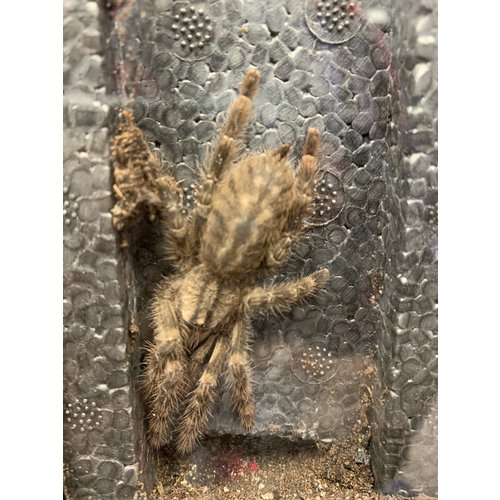 Sri Lankan Ornamental (Poecilotheria Fasciata) Tarantula Juvenile (1.5-2.5") Sri Lankan Ornamental (Poecilotheria Fasciata) Tarantula Juvenile (1.5-2.5")