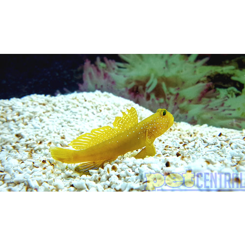 Yellow Watchman Goby ML Yellow Watchman Goby ML