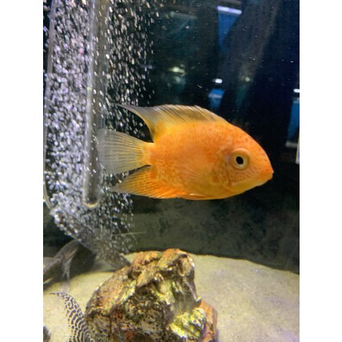 Severum Red Spot Gold MD Severum Red Spot Gold MD