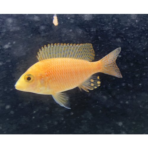 Dragonblood / Strawberry Peacock Hybrid MS Dragonblood / Strawberry Peacock Hybrid MS