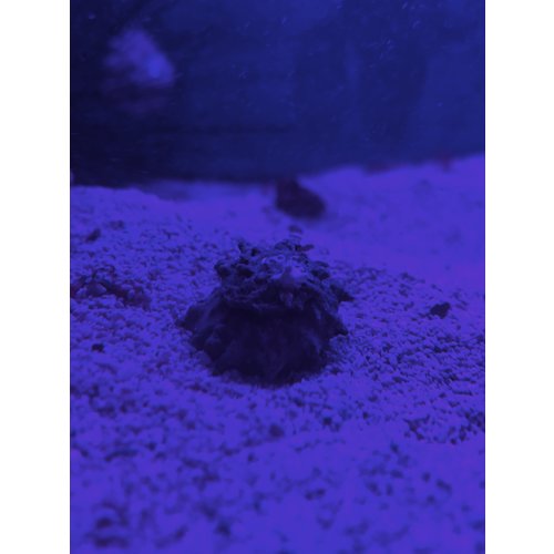 Star Snail - Star Snail -
