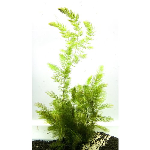 Hornwort Bunch Hornwort Bunch