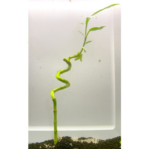 Straight Lucky Bamboo LG Straight Lucky Bamboo LG