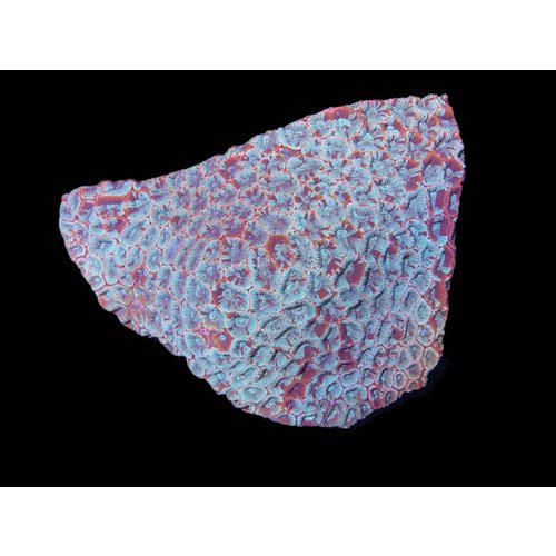 Australian (WYSIWYG 13310) Ultra Green & Red Marble Favia LG (5") Australian (WYSIWYG 13310) Ultra Green & Red Marble Favia LG (5")