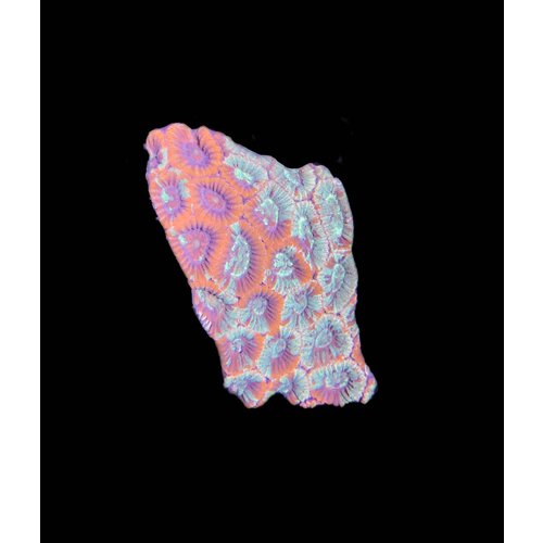 Australian Ultra Green & Red Marble Favia Frag (1") Australian Ultra Green & Red Marble Favia Frag (1")