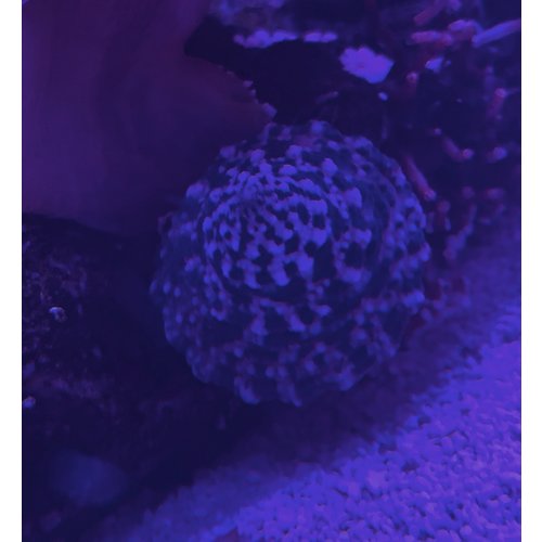 White Foot Trochus Snail RG White Foot Trochus Snail RG