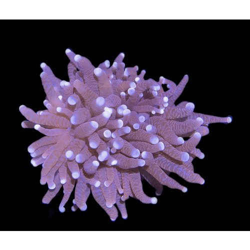 Australian Torch Frag (2HD) Australian Torch Frag (2HD)