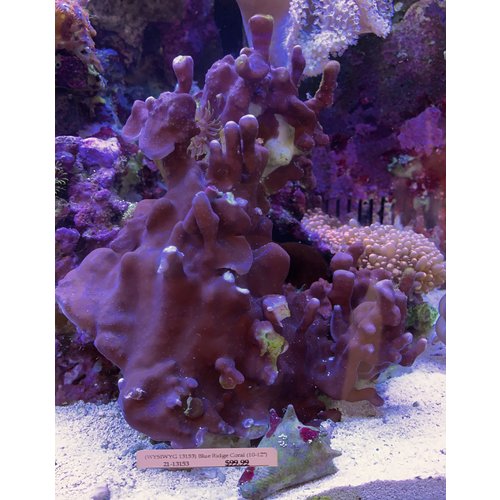 (WYSIWYG 13153) Blue Ridge Coral (10-12") (WYSIWYG 13153) Blue Ridge Coral (10-12")