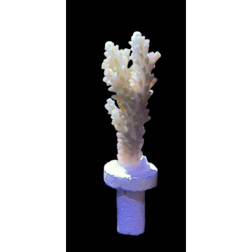 Australian Green Acropora Frag LG (1.5") Australian Green Acropora Frag LG (1.5")
