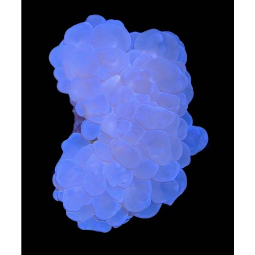 Australian Bubble Coral Tiny (2") Australian Bubble Coral Tiny (2")