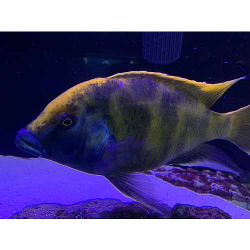 (WYSIWYG 13369) Venustus Cichlid Male XX (WYSIWYG 13369) Venustus Cichlid Male XX