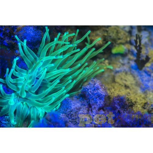 Assorted Color Bubble Tip Anemone MD Assorted Color Bubble Tip Anemone MD