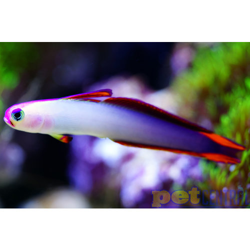 Purple Firefish LG (2.5-3") Purple Firefish LG (2.5-3")