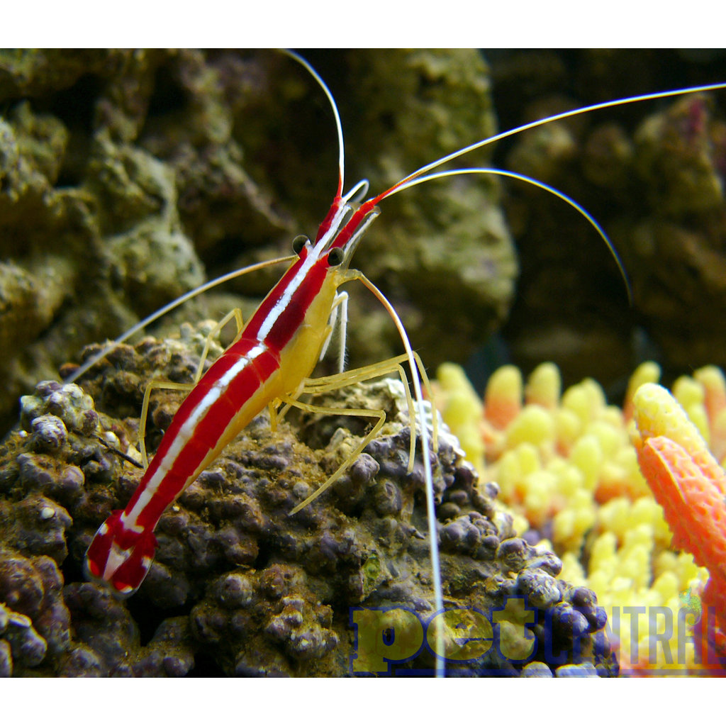 Cleaner Shrimp MD
