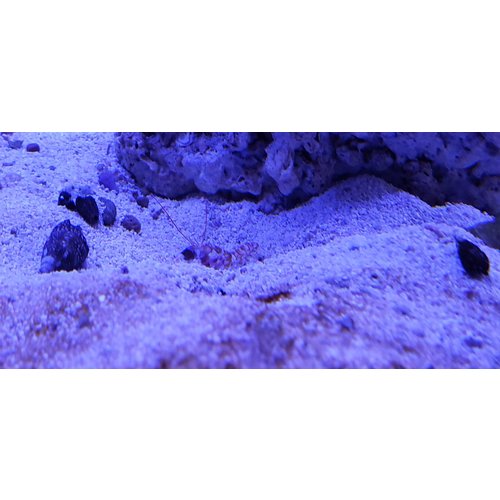 Tiger Pistol Shrimp MD Tiger Pistol Shrimp MD