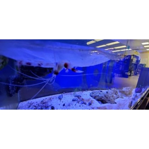 Coral Banded Shrimp ML Coral Banded Shrimp ML
