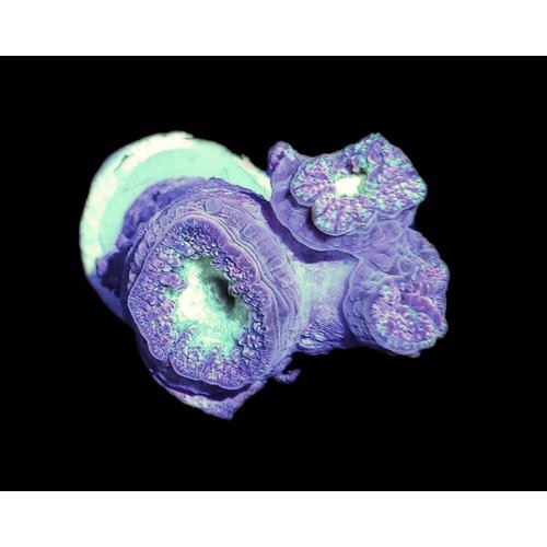 Australian (WYSIWYG 13365) Purple & Green Blasto Merleti Frag (3HD) Australian (WYSIWYG 13365) Purple & Green Blasto Merleti Frag (3HD)