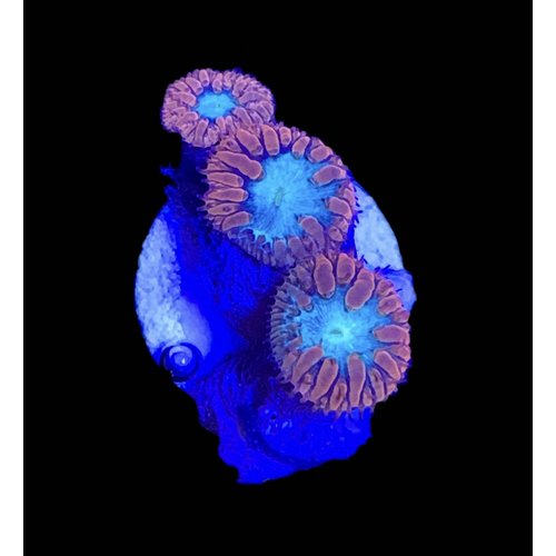 Australian (WYSIWYG 9582) Red Blasto Merleti Frag (3HD) Australian (WYSIWYG 9582) Red Blasto Merleti Frag (3HD)