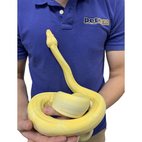 (WYSIWYG 13363) Lipstick Albino Boa Male 2015 (WYSIWYG 13363) Lipstick Albino Boa Male 2015