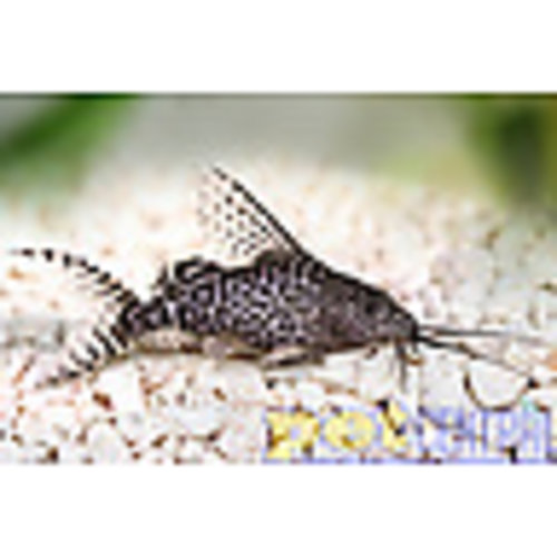 Featherfin Catfish MD Featherfin Catfish MD