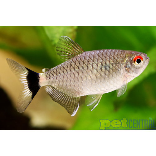 Red Eye Tetra LG Red Eye Tetra LG