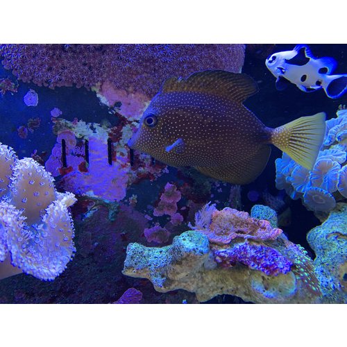 (WYSIWYG 12274) Gem Tang LG w/ Light Fin Damage (Past HLLE) (WYSIWYG 12274) Gem Tang LG w/ Light Fin Damage (Past HLLE)