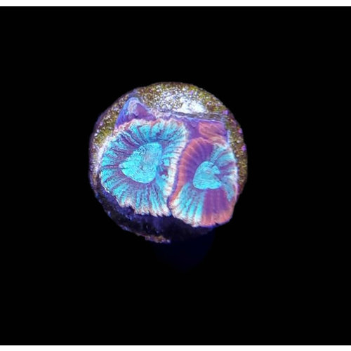 Australian Ultra Green & Red Marble Favia Frag SM (.5") Australian Ultra Green & Red Marble Favia Frag SM (.5")