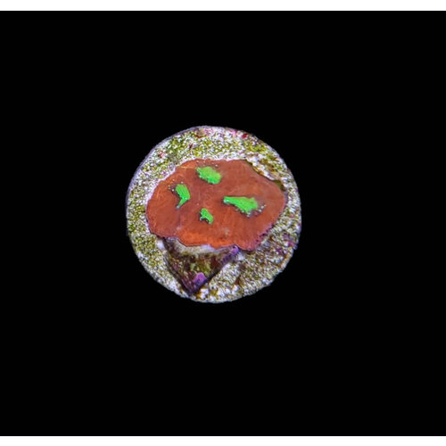 Australian War Favia Moonstone ; Frag SM (.5") Australian War Favia Moonstone ; Frag SM (.5")