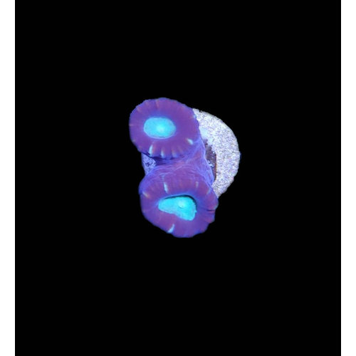 Australian Candy Cane Coral Frag LG (2HD) Australian Candy Cane Coral Frag LG (2HD)