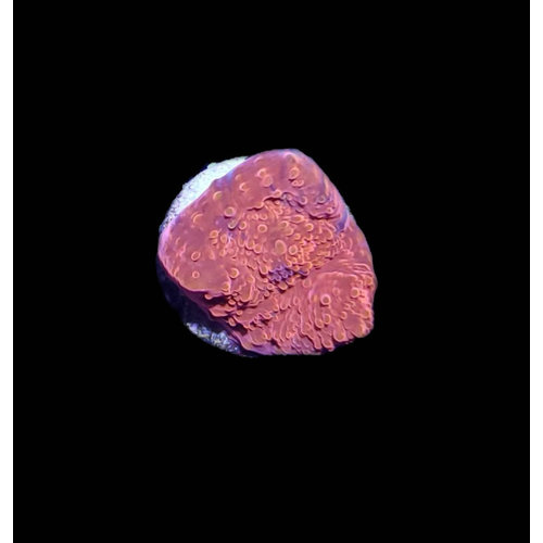 Australian Metallic Red Chalice Frag (1") Australian Metallic Red Chalice Frag (1")