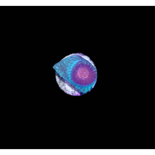 Australian Super Red Eye Favia Moonstone Frag SM (.5") Australian Super Red Eye Favia Moonstone Frag SM (.5")