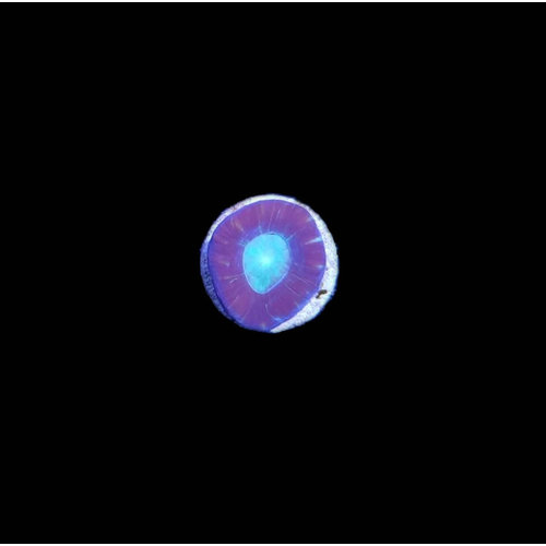 Australian Candy Cane Frag (1HD) Australian Candy Cane Frag (1HD)