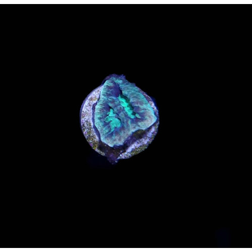 Australian Super Green Favia Moonstone Frag SM (.5"/1HD) Australian Super Green Favia Moonstone Frag SM (.5"/1HD)