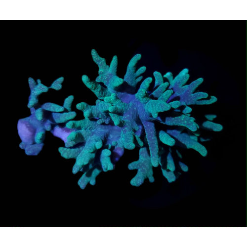 Australian (WYSIWYG 13426) Neon Green Sinularia LG Australian (WYSIWYG 13426) Neon Green Sinularia LG