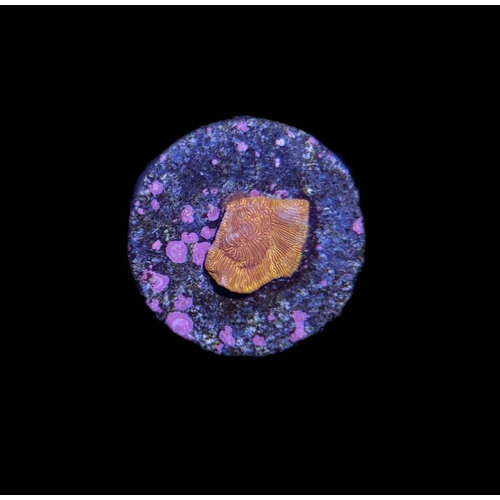 ECC ECC Clementine Leptoseris Frag SM (.5") ECC ECC Clementine Leptoseris Frag SM (.5")
