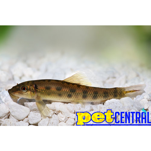 Chinese Algae Eater LG Chinese Algae Eater LG