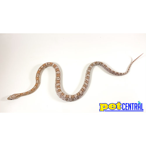 Coral Ghost Corn Snake Baby (10-18") Coral Ghost Corn Snake Baby (10-18")