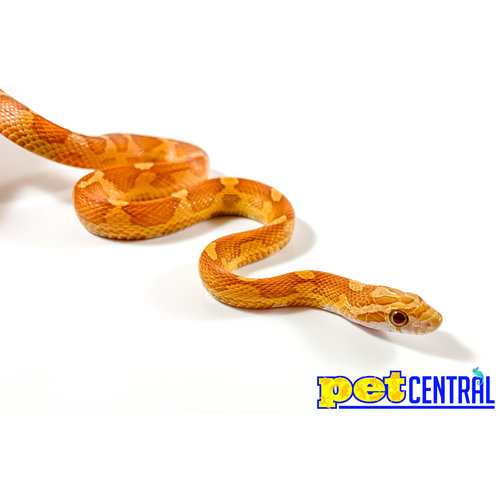 Ultramel Motley Corn Snake Baby (10-18") Ultramel Motley Corn Snake Baby (10-18")