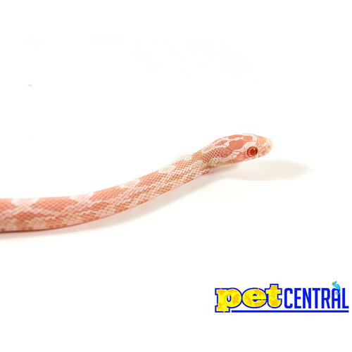 Snowsicle Cornsnake Baby (10-18") Snowsicle Cornsnake Baby (10-18")