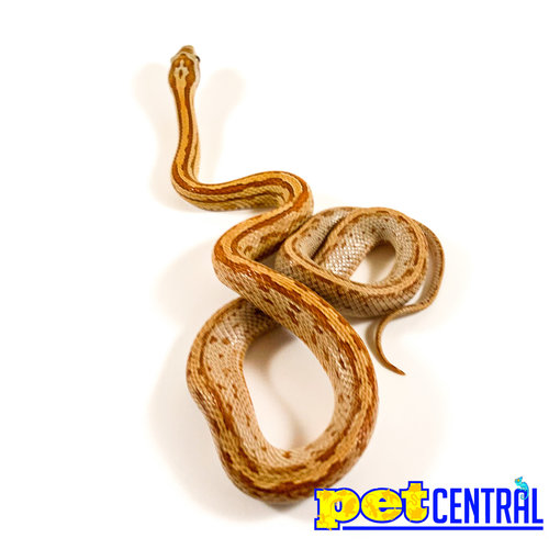 Terrazo Corn Snake Baby (10-18") Terrazo Corn Snake Baby (10-18")