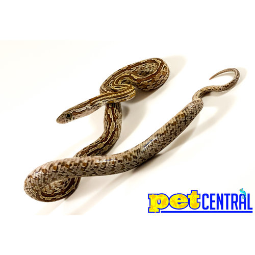 Tessera Corn Snake Baby (10-18") Tessera Corn Snake Baby (10-18")