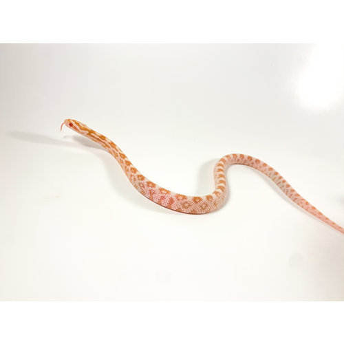 Butter Corn Snake Baby (10-18") Butter Corn Snake Baby (10-18")