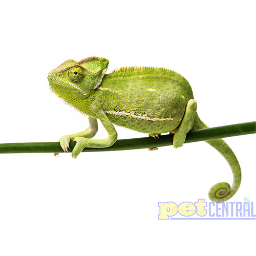 Veiled Chameleon Female Adult LG Veiled Chameleon Female Adult LG