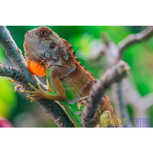 Red Iguana Baby (12-21") Red Iguana Baby (12-21")