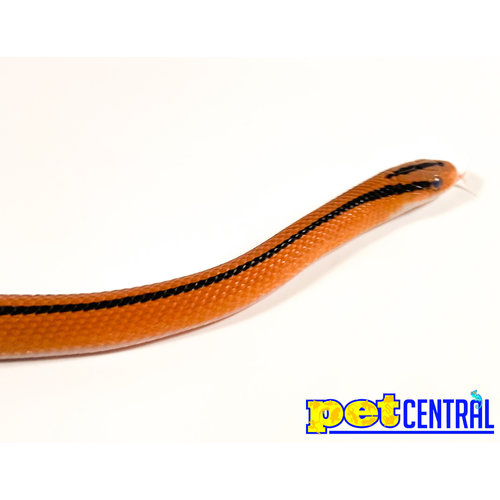 Thai Bamboo Ratsnake (11-13") Thai Bamboo Ratsnake (11-13")