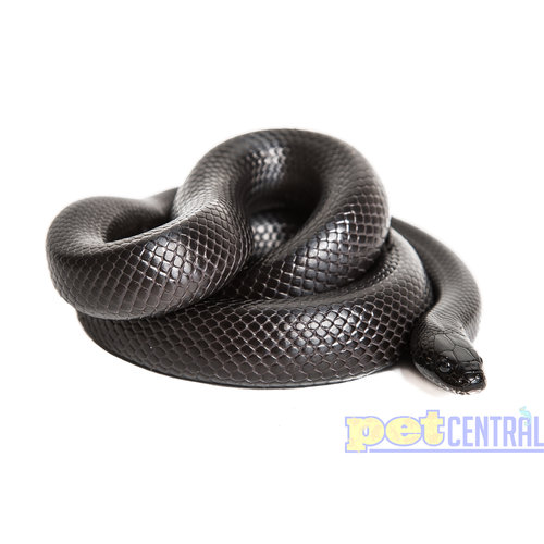 Solid Black Mexican Black King Snake (10-18") Solid Black Mexican Black King Snake (10-18")