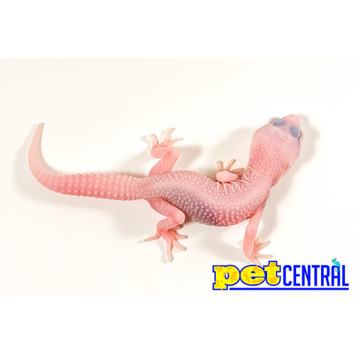 Albino Leucistic Super Mack Snow Leopard Gecko Juvenile (4-6") Albino Leucistic Super Mack Snow Leopard Gecko Juvenile (4-6")