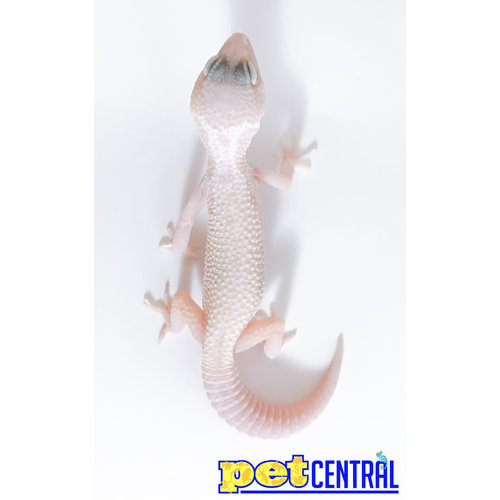 Albino Leucistic Mack Snow Leopard Gecko Juvenile (4-6") Albino Leucistic Mack Snow Leopard Gecko Juvenile (4-6")
