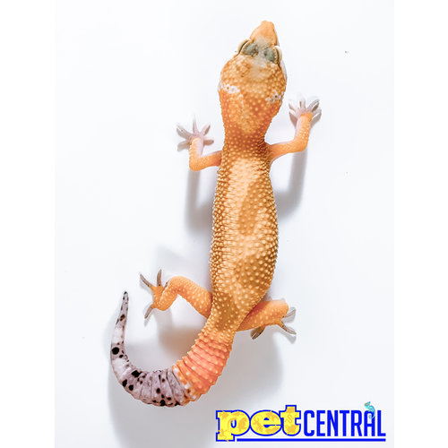 Hypomelanistic Jungle Designer Leopard Gecko Juvenile Hypomelanistic Jungle Designer Leopard Gecko Juvenile