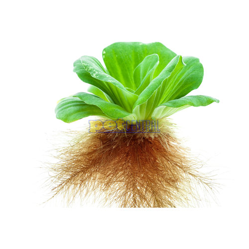 Mini Floating Water Lettuce (2-3 "Heads") Mini Floating Water Lettuce (2-3 "Heads")